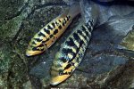 Parachromis motaguensis
